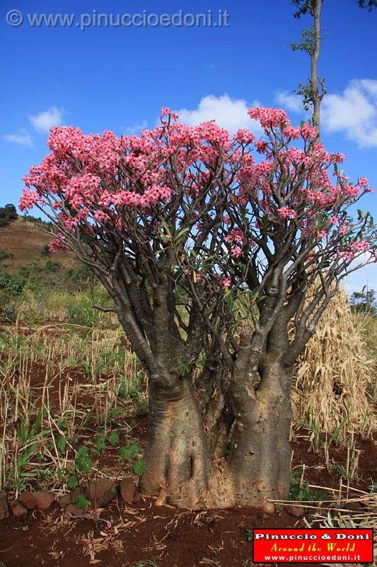 Ethiopia - 388 - Albero bottiglia.jpg